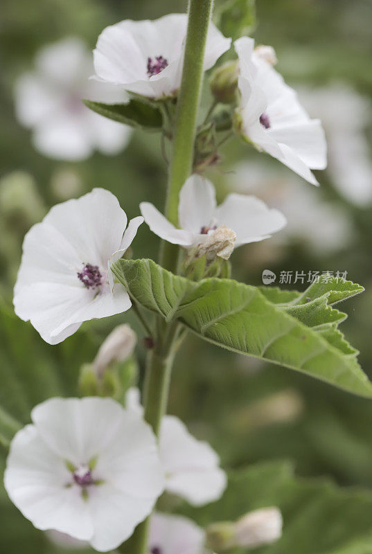 锦葵(Althea officinalis)